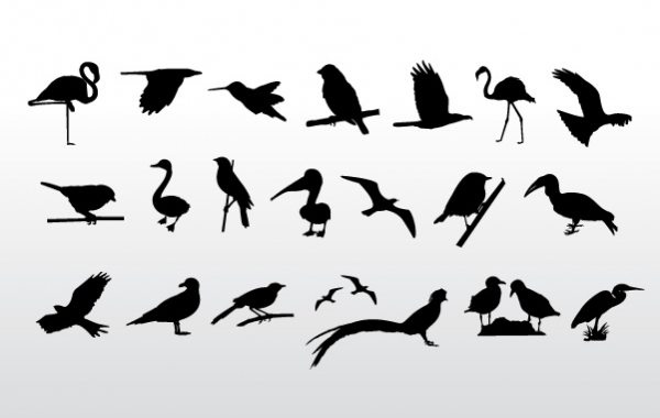 Birds Collection vector
